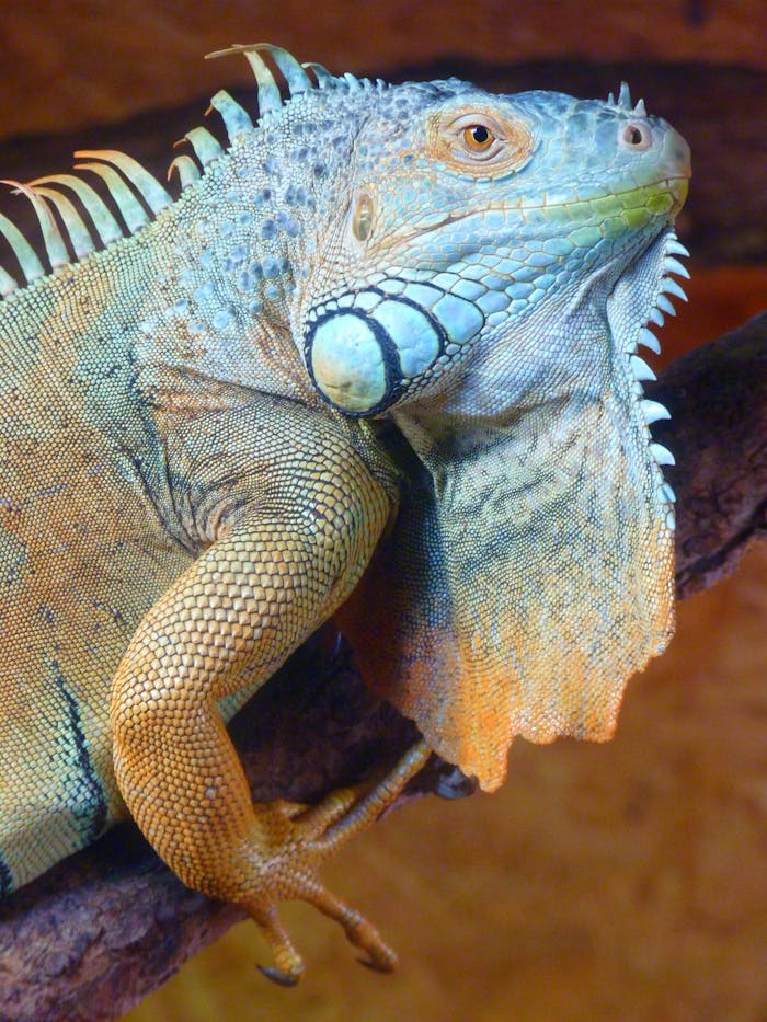 iguana green lizard kaltblut 87816.jpeg