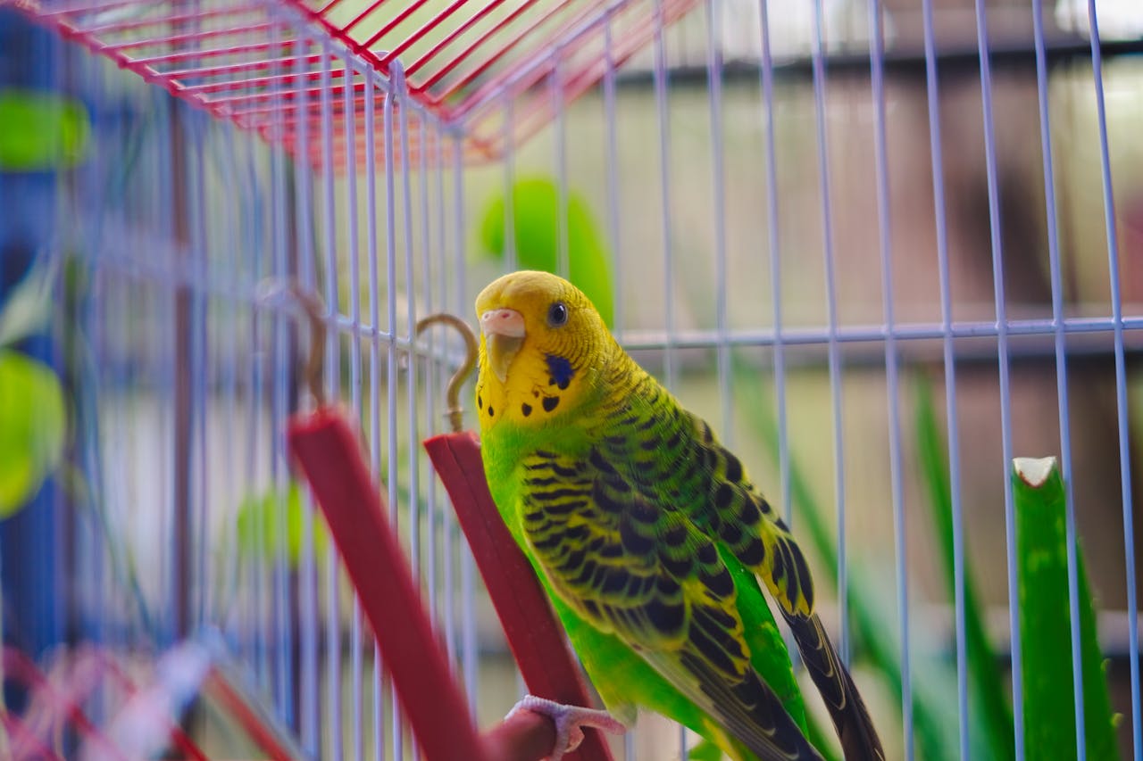 Close-up of a vibrant budgerigar perched inside a cage, showcasing vivid colors.